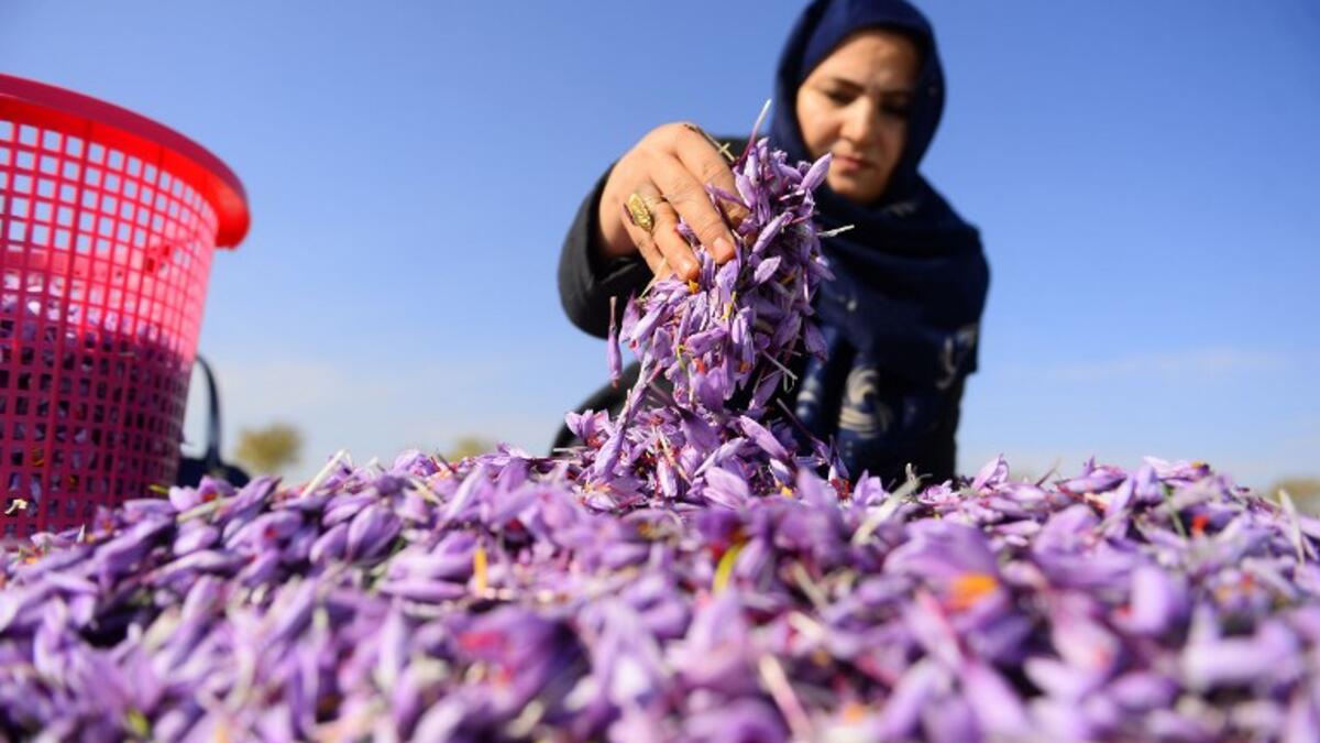 In this photograph an Afghan worker sorts harvested saffron flowers in a field on the outskirts of Herat province. 
HOSHANG HASHIMI / AFP