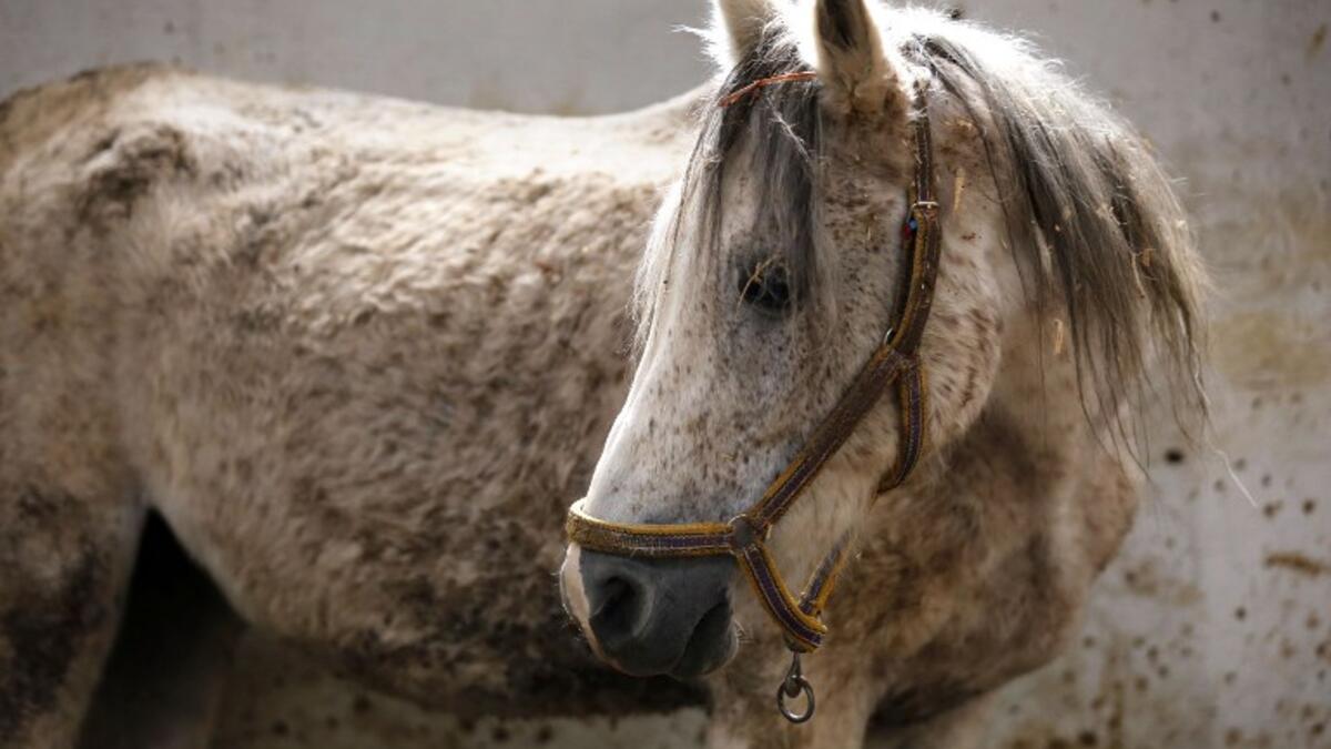 Syrian mare Karen, which hails from the Hadbaa Enzahe strain of Arabian purebreds, stands at a stable in the town of Dimas, west of the capital Damascus LOUAI BESHARA / AFP