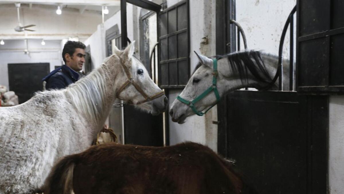 Syrian mare Karen (L), which hails from the Hadbaa Enzahe strain of Arabian purebreds, stands at a stable in the town of Dimas, west of the capital Damascus LOUAI BESHARA / AFP