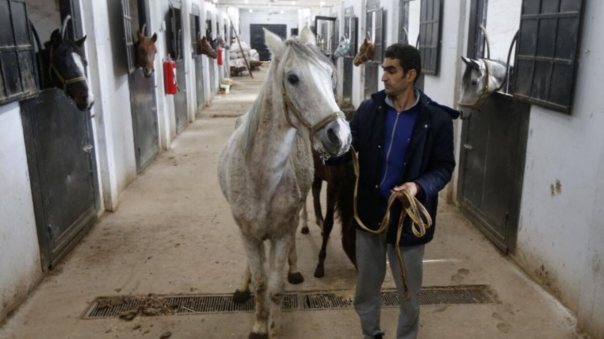 Syrian mare Karen (C), which hails from the Hadbaa Enzahe strain of Arabian purebreds, stands at a stable in the town of Dimas, west of the capital Damascus LOUAI BESHARA / AFP
