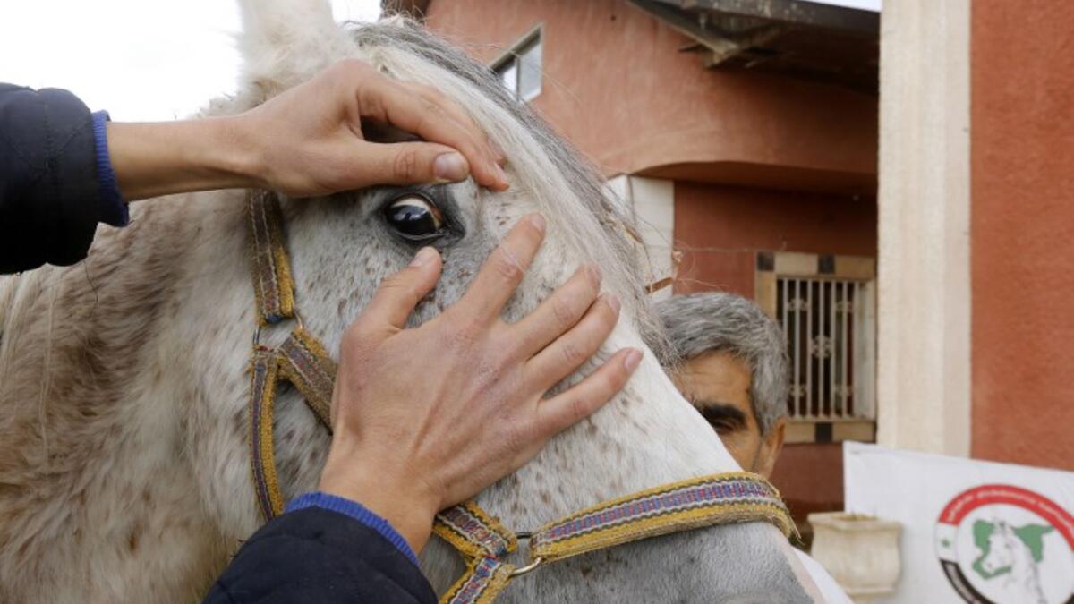 A man checks Syrian mare Karen, which hails from the Hadbaa Enzahe strain of Arabian purebreds, at a stable in the town of Dimas, west of the capital Damascus LOUAI BESHARA / AFP