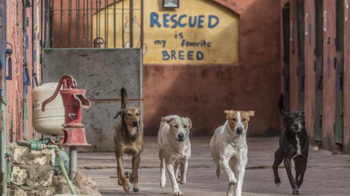Rescued dogs run at the HOPE shelter for stray dogs in the village of Abusir, about 20 kilometres southwest of the Egyptian capital Cairo 
Khaled DESOUKI / AFP