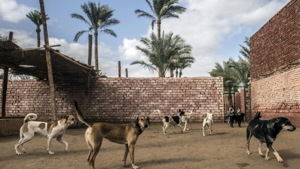Rescued dogs roam in a courtyard at the HOPE shelter for stray dogs in the village of Abusir, about 20 kilometres southwest of the Egyptian capital Cairo
Khaled DESOUKI / AFP