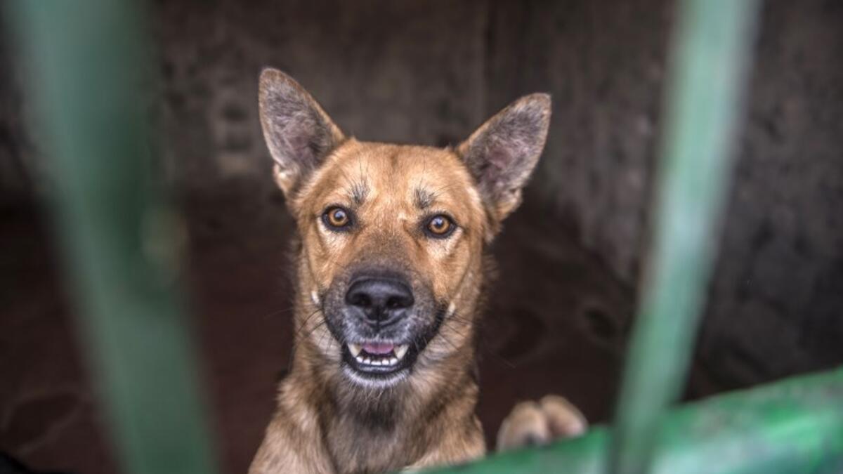 A dog stands up behind metal bars in an enclosure at the HOPE shelter for stray dogs in the village of Abusir
Khaled DESOUKI / AFP