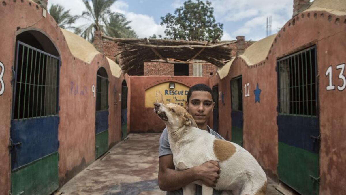 A volunteer carries a rescued dog that was run over by a driver, at the HOPE shelter for stray dogs in the village of Abusir
Khaled DESOUKI / AFP