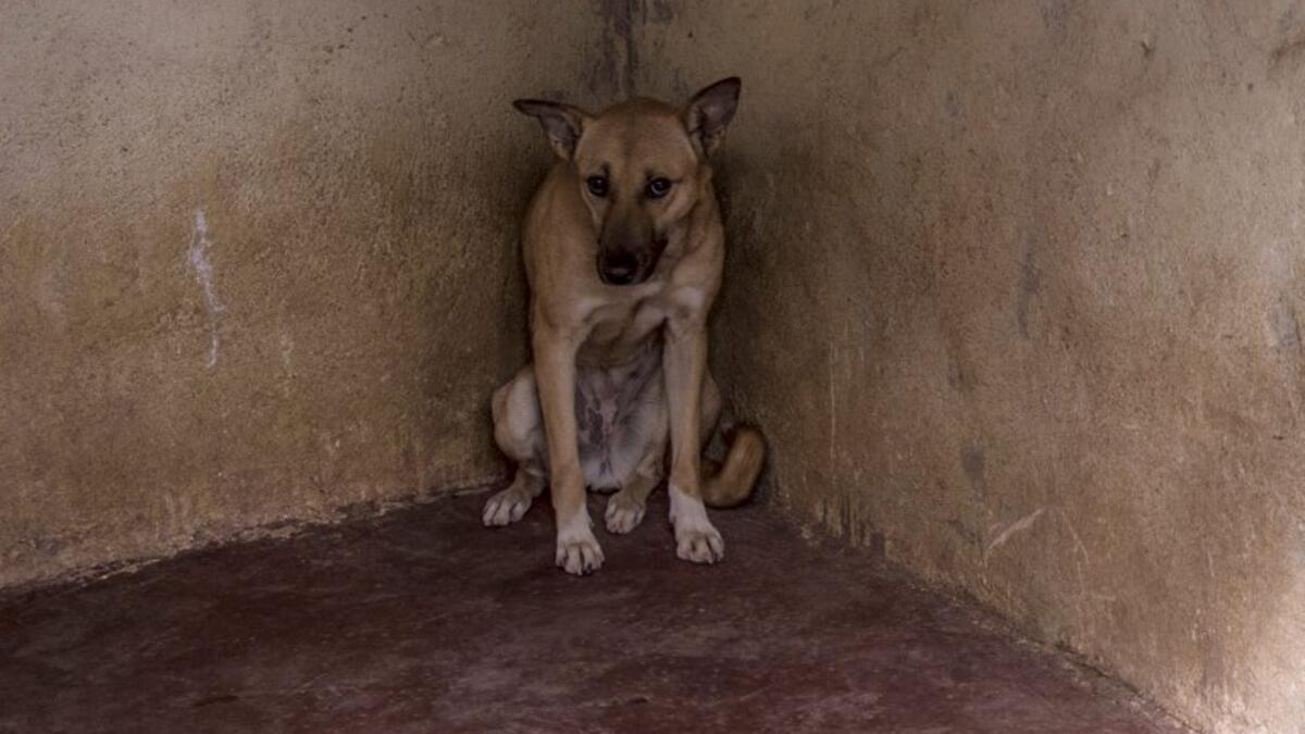 A stray dog sits in the corner of a cage at the HOPE shelter for stray dogs in the village of Abusir
Khaled DESOUKI / AFP