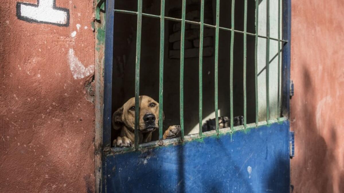 A dog stands up behind metal bars in an enclosure at the HOPE shelter for stray dogs in the village of Abusir
Khaled DESOUKI / AFP