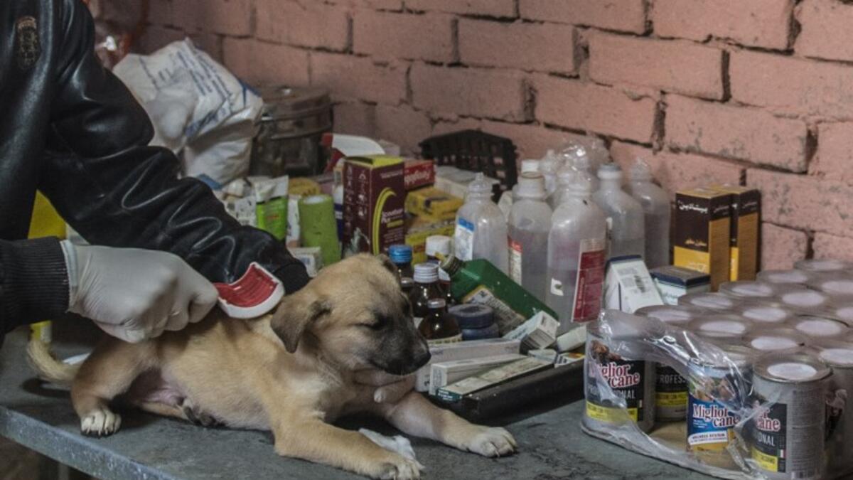 A volunteer brushes a stray dog at the HOPE shelter for stray dogs in the village of Abusir, about 20 kilometres southwest of the capital Cairo 
Khaled DESOUKI / AFP