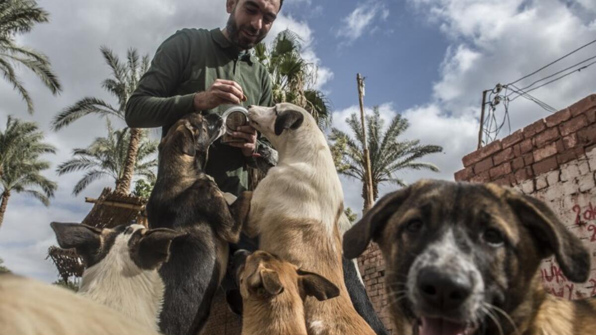 Ahmed el-Shorbagi, owner of the HOPE shelter for stray dogs, feeds dogs in the shelter's courtyard, in the village of Abusir
Khaled DESOUKI / AFP