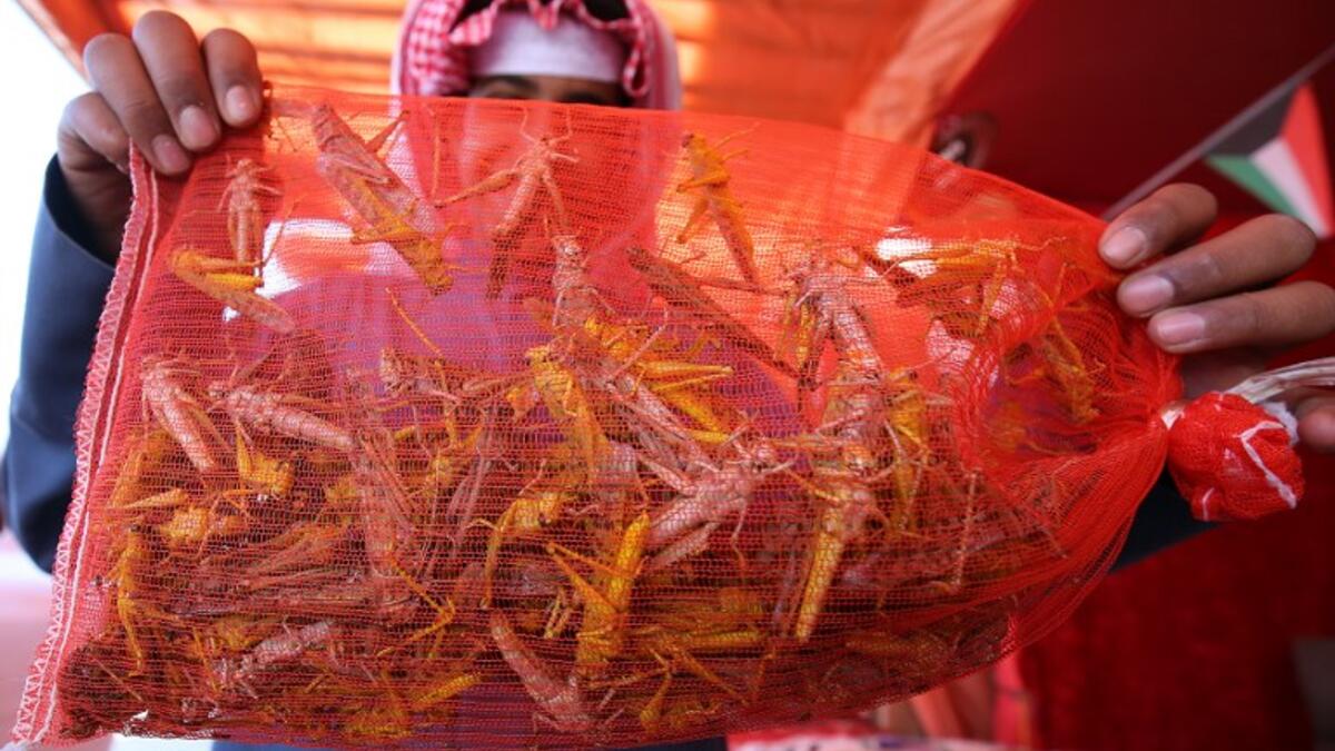 A Kuwaiti vendor holds a bag filled with locusts, sold as food, at a market in Kuwait City
Yasser Al-Zayyat / AFP