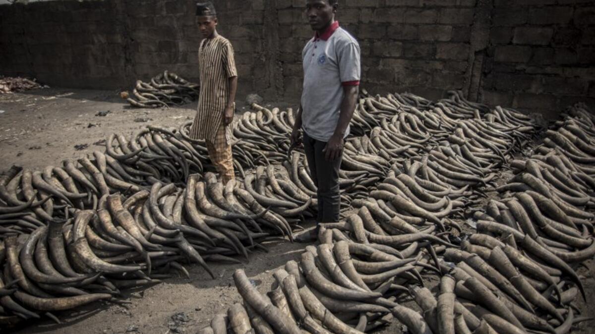 Two men pose for a portrait surrounded by sun-dried cow horns at Kaduna Abatour meat market in North Kaduna CRISTINA ALDEHUELA / AFP