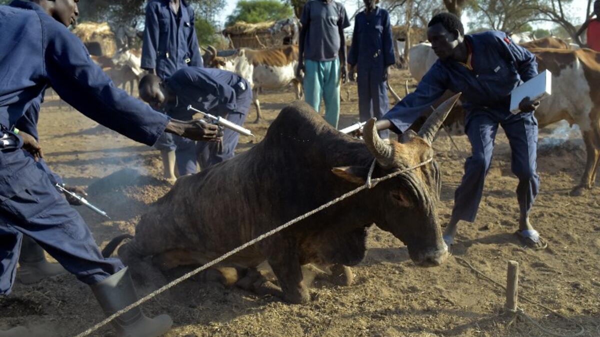 Community animal health workers assist the International Committee of the Red Cross (ICRC) as they vaccinate cattle at Kirgui village in Udier, South Sudan 
SIMON MAINA / AFP