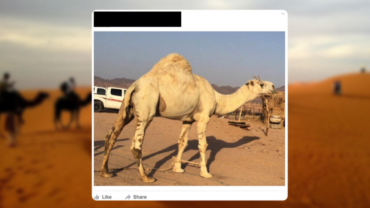Camel  MiddleEast Facebook