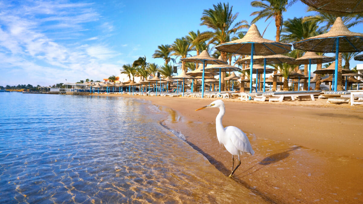 Egypt, Hurghada
Beautiful white heron stands on golden beach with palm trees. Hurghada is a beach resort town stretching some 40km along Egypt’s Red Sea coast (Shutterstock/File Photo)