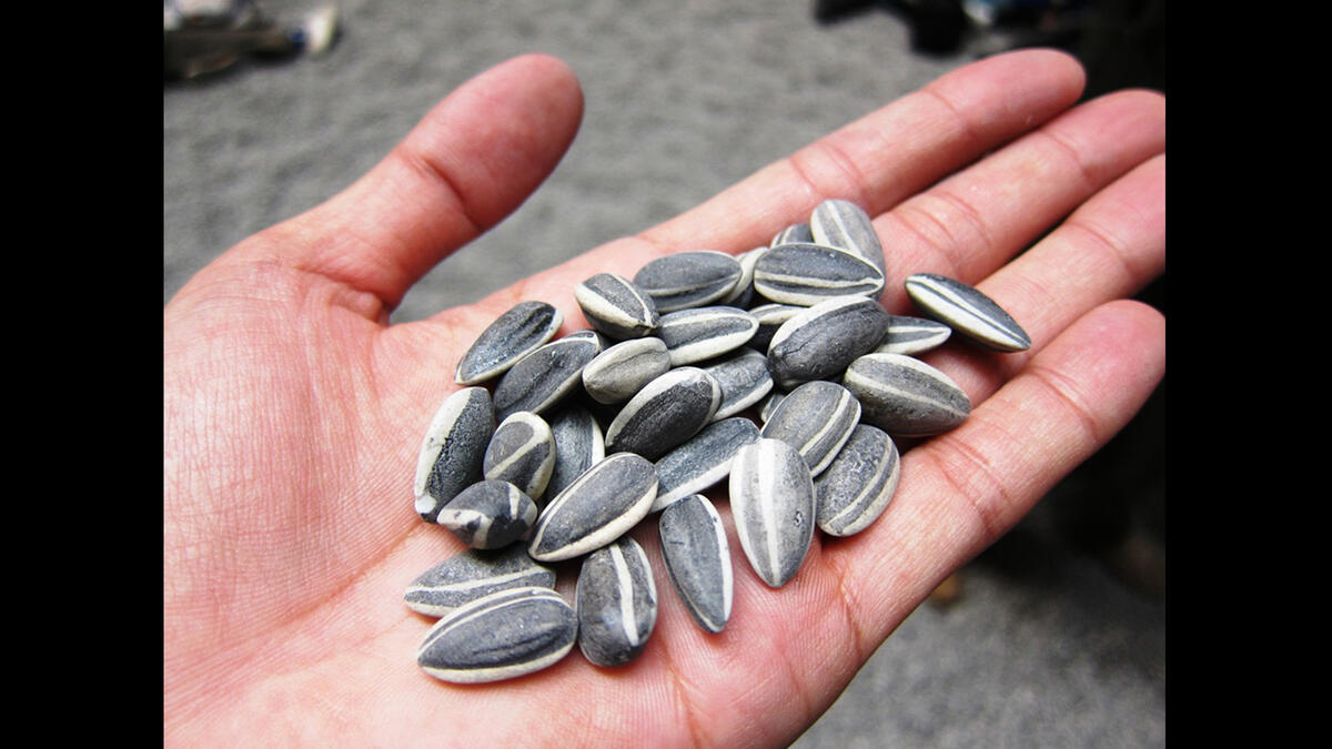 sunflower seeds handful