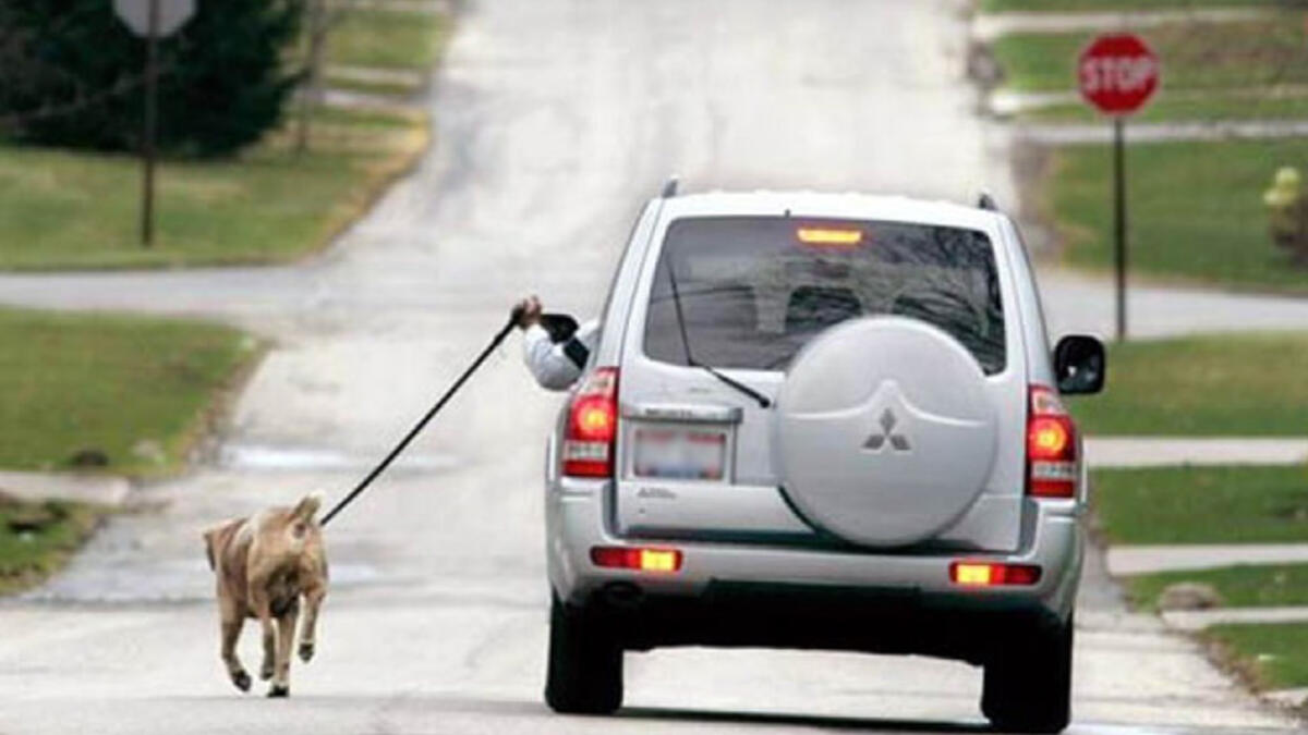 pains taken to avoid walking a dog driving a car