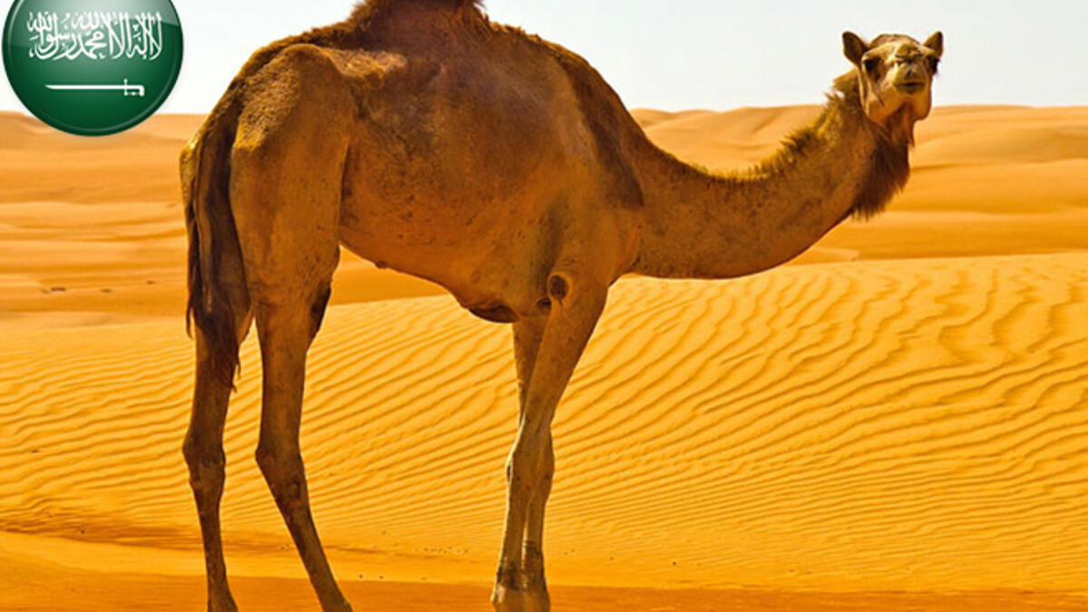 Typical! In Saudi Arabia, most people were curious about the cost of a camel. In fact, the highest price paid for a camel in the Gulf Kingdom was $800,000. But surely a budget option is also available.
