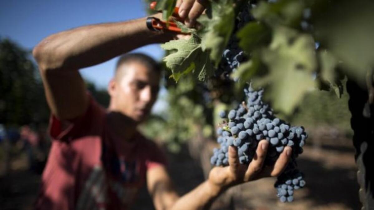 Unlike their Islamic brethren, Alawis are fine with wine. The consecrated drink is halal, considered the very essence of God (Ali), and drunk during Mass by men only. Grapevines are treated with great respect in their culture.