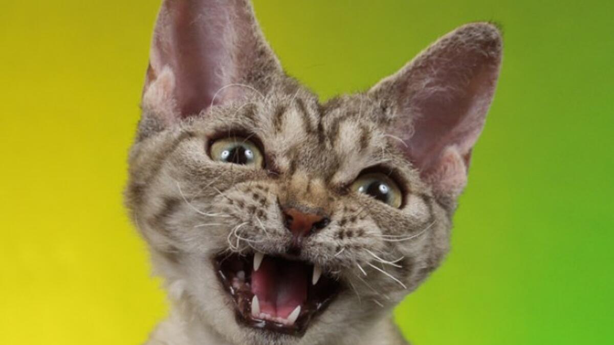 Look close at the cats crawling 'round Cairo and Amman. A study by Ataturk University proved the majority of cats are right-pawed (50%), 10% of them are ambidextrous, and the remaining 40% favor their left paw. Clearly not a problem when they handle "a mouse".