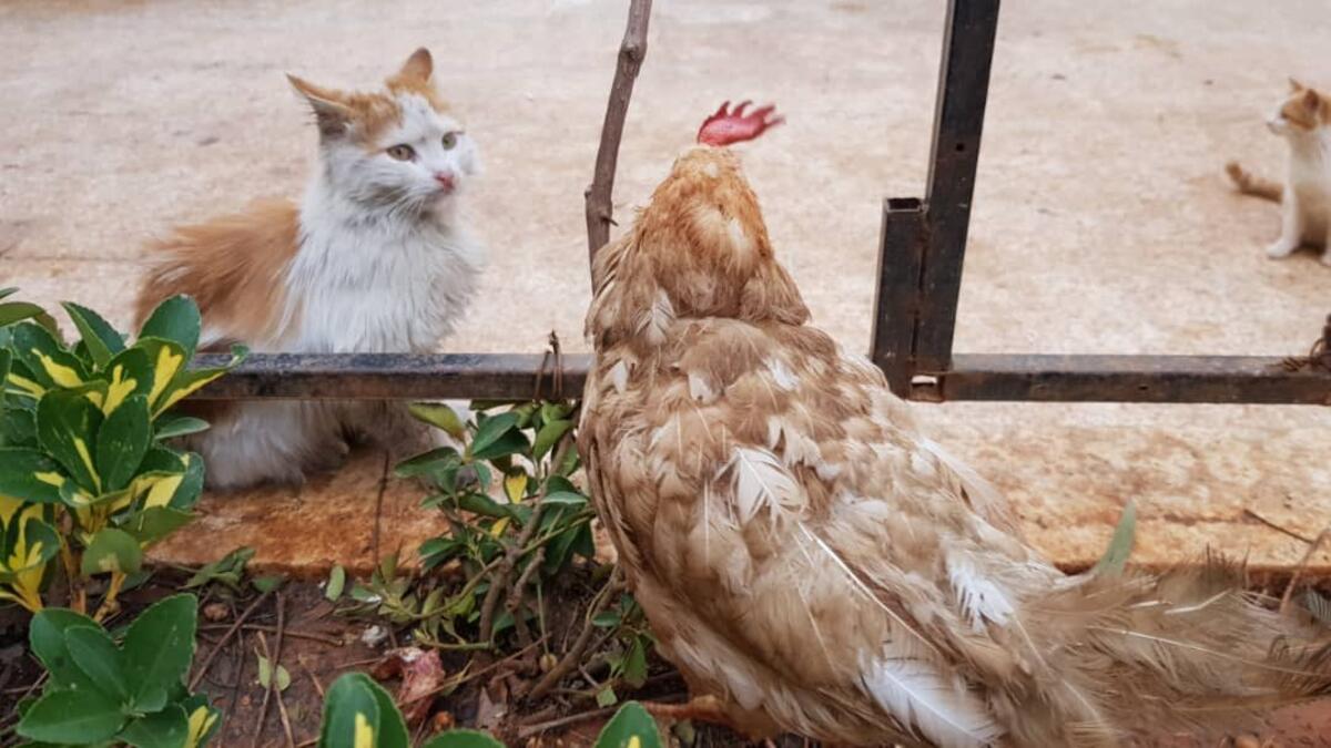 (Twitter/@theAleppoCatman)