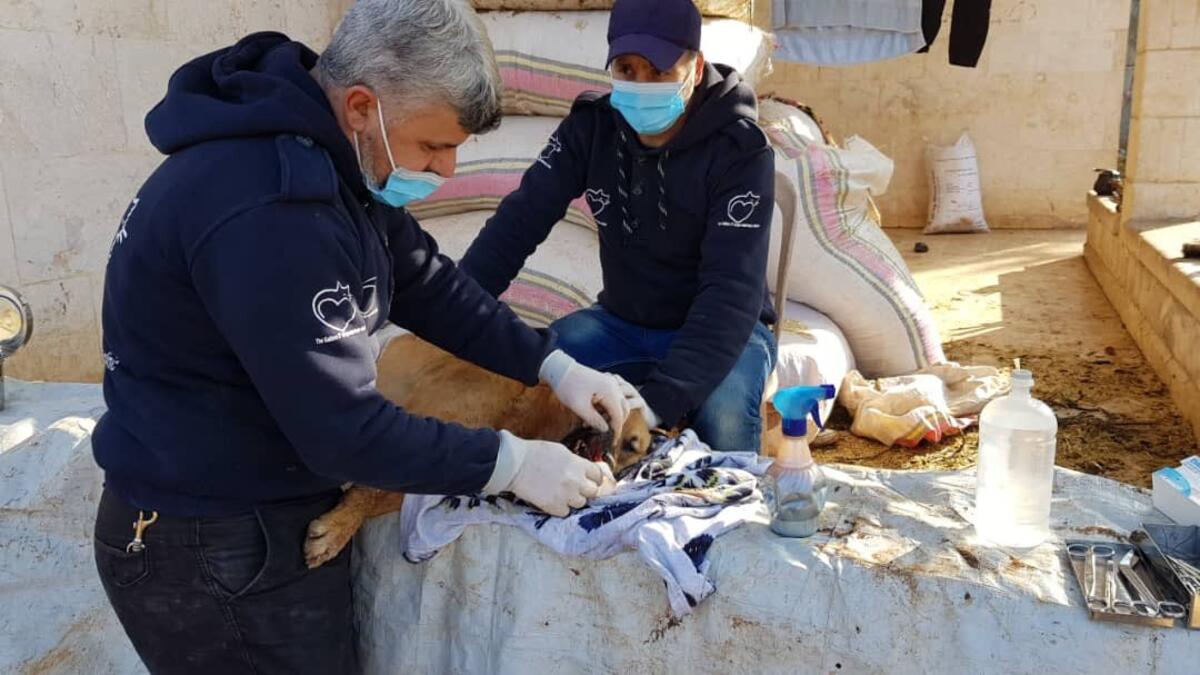 Ernesto's house of cats in Aleppo provide right medical care for animals. (Twitter/@theAleppoCatman)