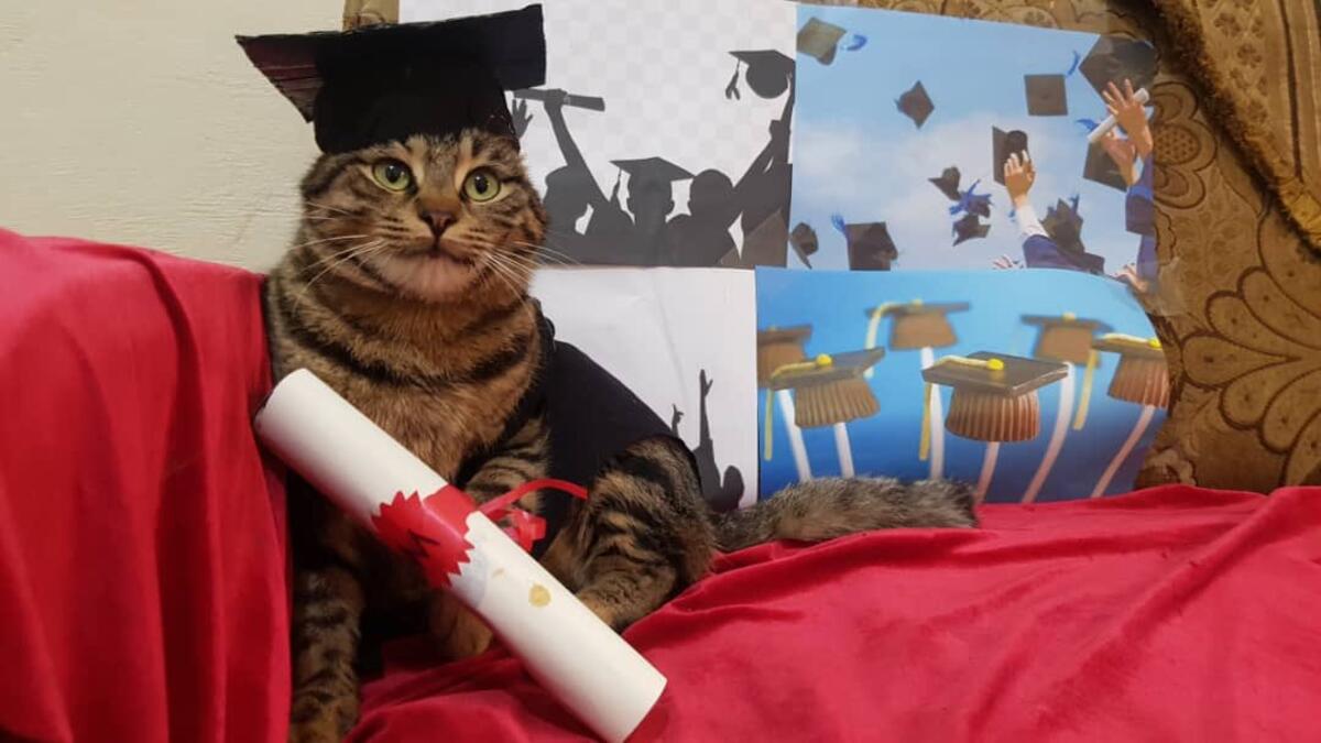 (Twitter/@theAleppoCatman)