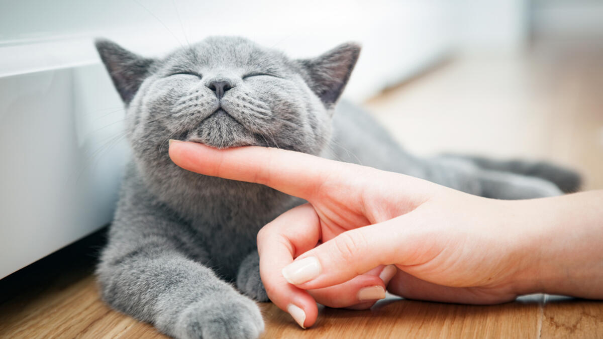 Holding cats or being near to them will make you infertile. (Shutterstock/ File Photo)