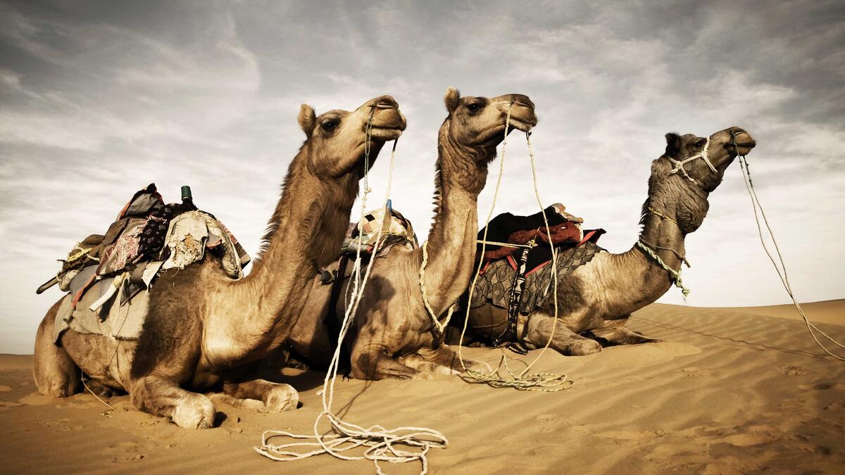 Abundance can be deceiving: did you know Saudi Arabia has to import camels and sand from Australia to satisfy demand? And while the sand is used for construction—Saudi sand is too smooth for construction—most of the camels end up on the dining table.