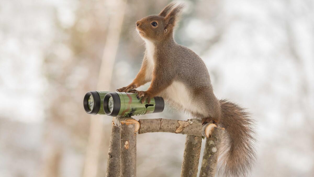 In Iran, 14 “suspicious” squirrels were caught by Iranian authorities in 2007 before they were “able to take action.” The incident occurred near a nuclear enrichment plant, but IRNA said the squirrels “were carrying spy gear of foreign agencies.”