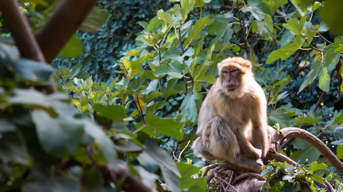 At first sight, a monkey from the Moroccan mountains does not seem to have much to do with the US invasion of Iraq. Yet, to prevent casualties of US combatants, the Moroccan government offered to send 2,000 monkeys, trained in detonating landmines, to Iraq.