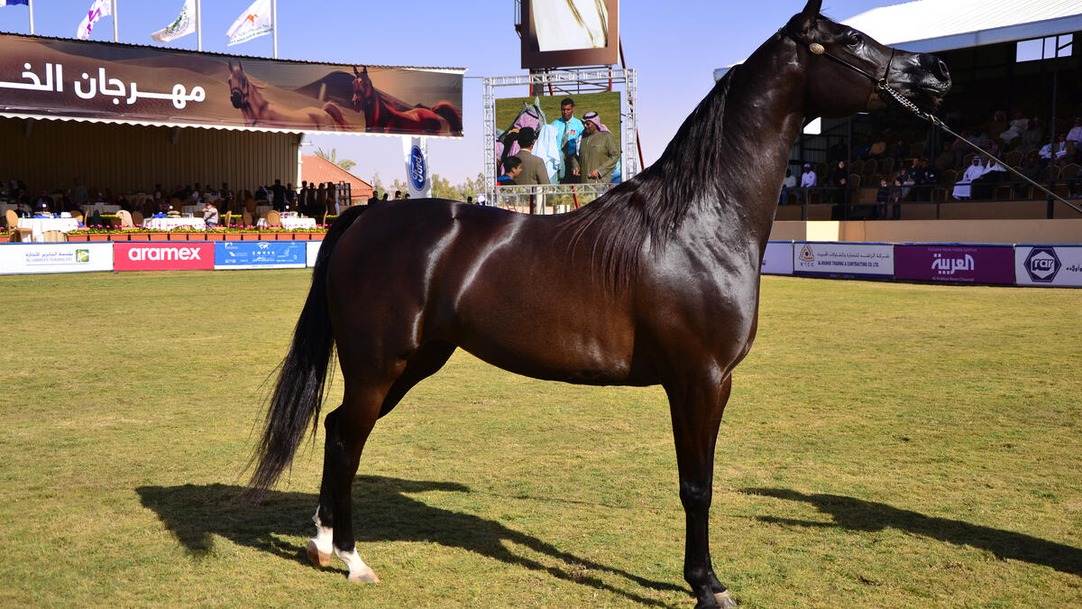 Arabian horse