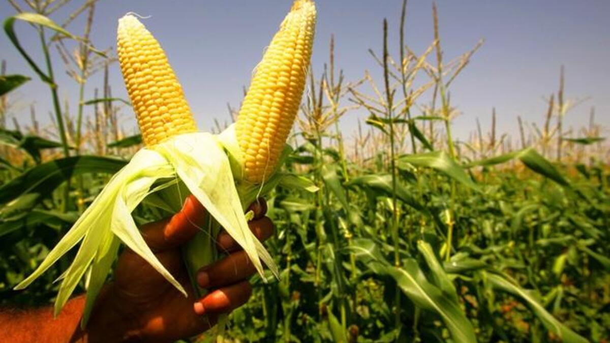 Corn on the cob — Probably not, ladies.  Step away from the street vendor's cart of sweet corn.
