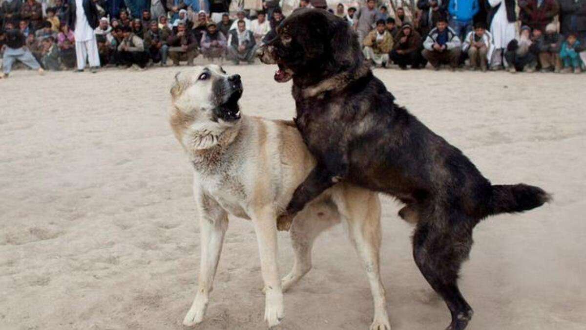 And the fight is still going rough...