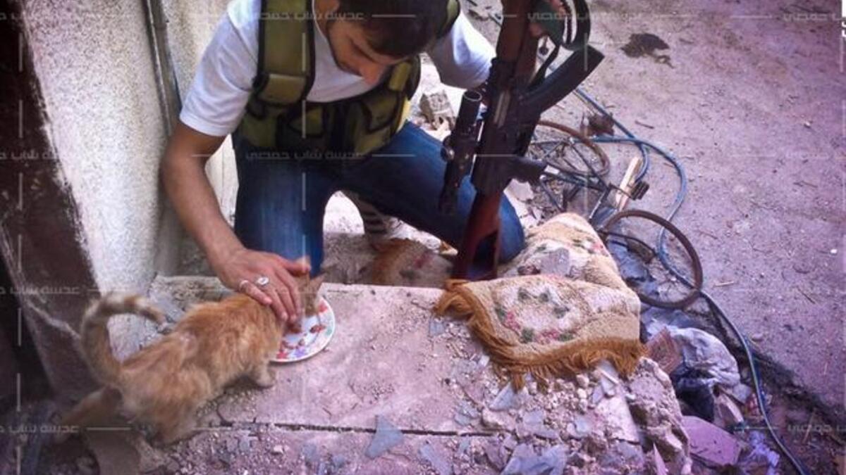 FSA gunman cat