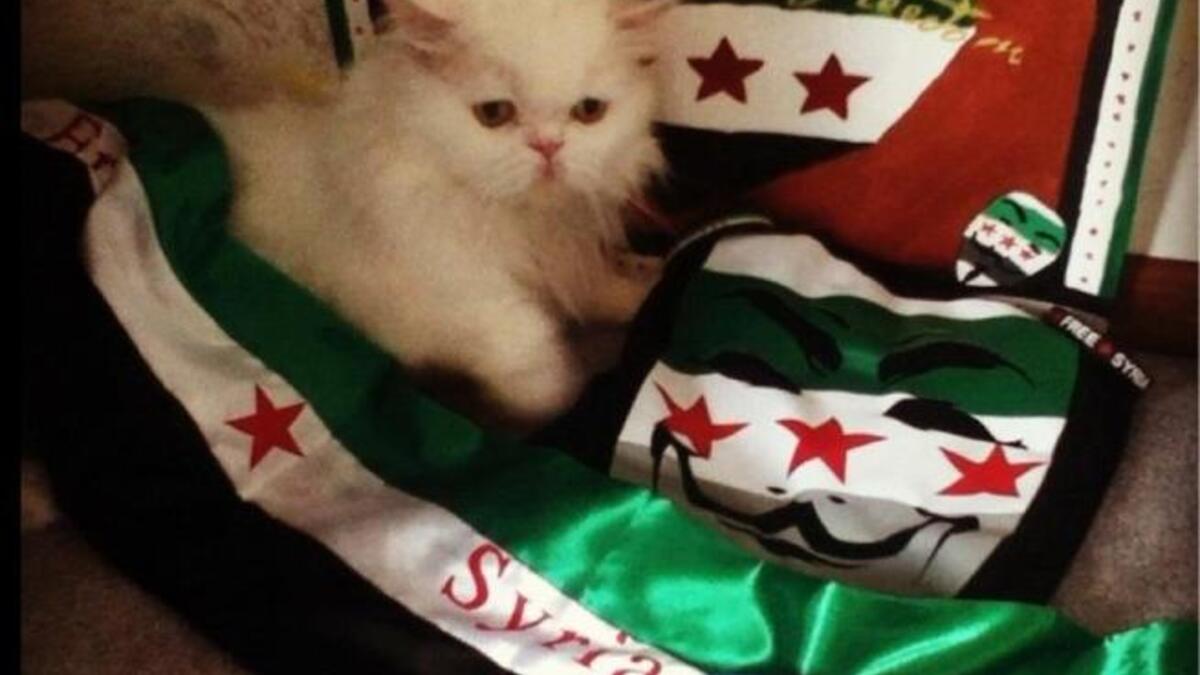 patriot syrian cat