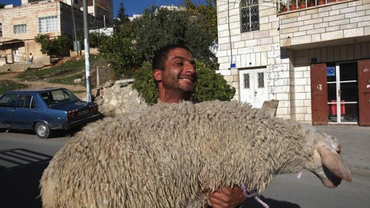 sheep for Eid