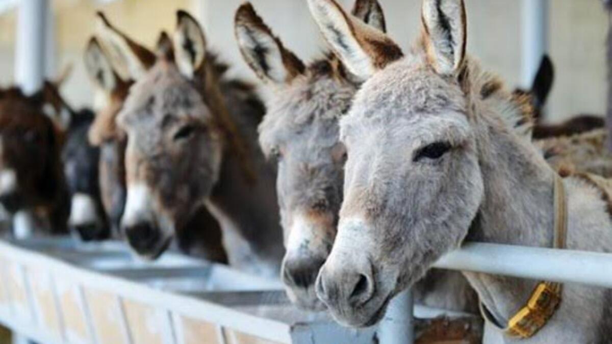 "ايش فهم الحمير بأكل التفاح" أو "بيطعم اللحم للي ماله أسنان" وكلاهما يدلان على ازدراء أن يحصل الفقير على شيء غالي، أو القبيح على زوجة جميلة، أو أحد العامة على منصب رفيع!