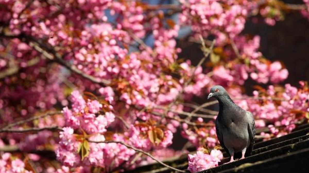 Blossoms and birds in Spring time
