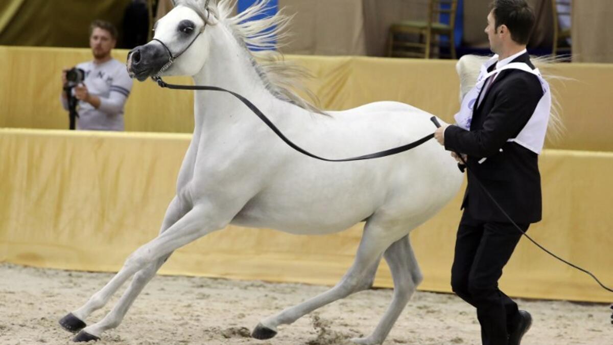 An Arabian Class 9 Mare, yarling colts section, is paraded during the Dubai International Arabian Horse Championship in the Gulf emirate on March 18, 2017. The championship is a competition for purebred Arabian horses which parade during the three-day event to showcase their beauty and talents.
KARIM SAHIB / AFP