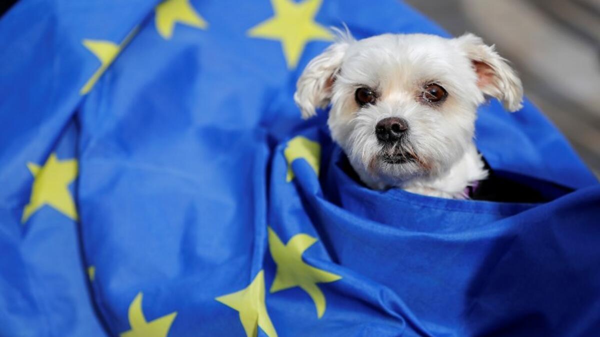 Dog owners and their pets gather before participating in a pro-EU, anti-Brexit march, calling for a "People's Vote on Brexit", in central London on October 7, 2018. (Tolga AKMEN / AFP)