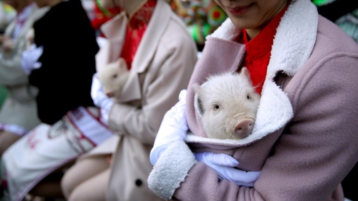 A Miss Chinatown USA contestant holds a piglet while ushering in Chinese New Year on February 05, 2019.
JUSTIN SULLIVAN / GETTY IMAGES NORTH AMERICA / AFP