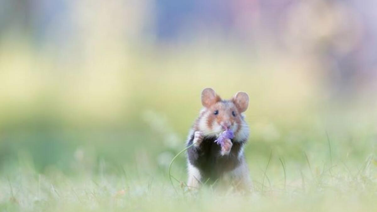 أحد حيوانات الهامستر البرية الأوروبية يشم زهرة في فيينا بالنمسا. الصورة بعدسة هنريك سبرانز.