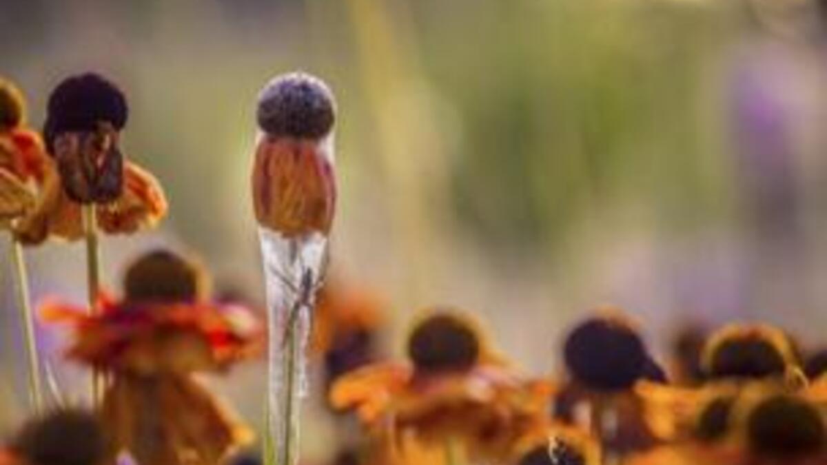 عنكبوت يغزل بيته لحماية صغاره أعلى زهرة السيلين في إحدى الحدائق الهولندية. التقط الصورة هانز فان هورسين.