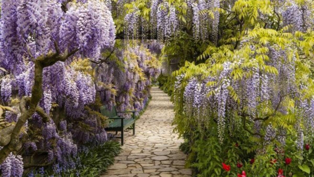 صورة لنبات الوستارية بأزهارها مكتملة التفتح في ألمانيا بعدسة فولكر مايكل.