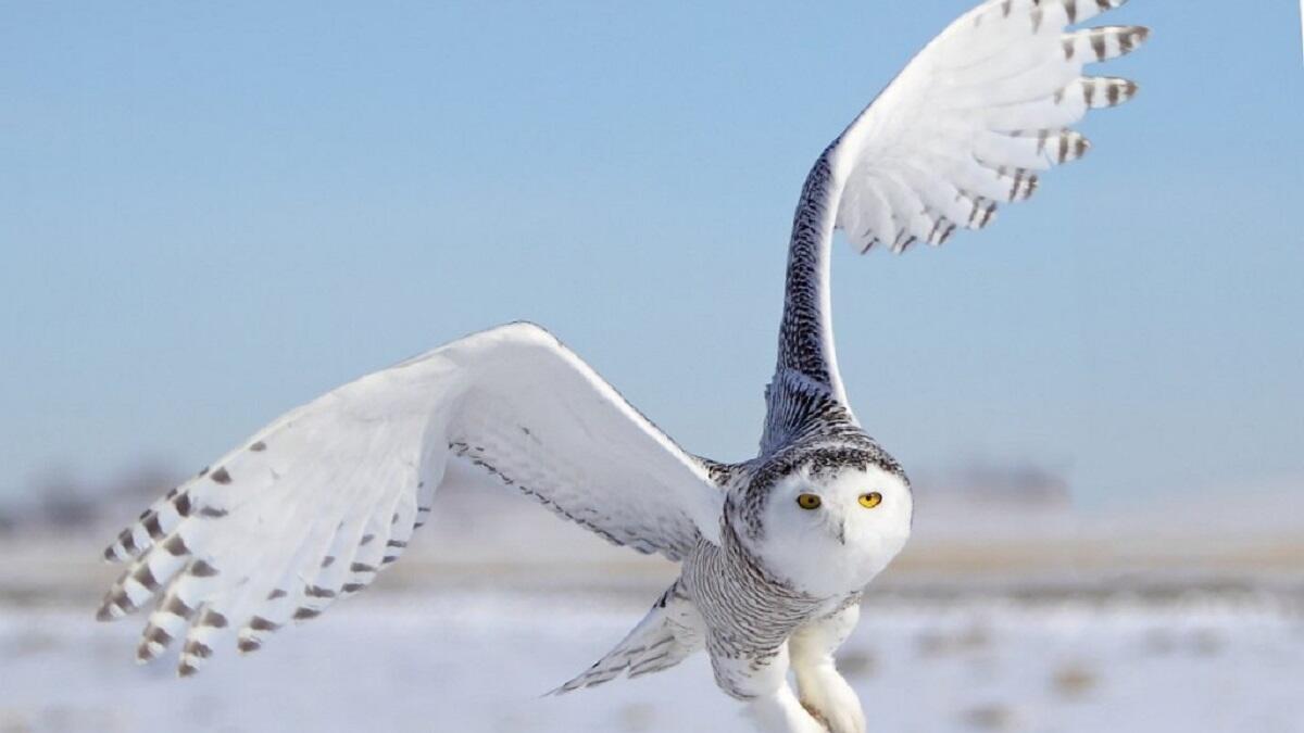 البومة الثلجية: تستخدم في اختراق أجهزة كمبيوتر من طراز "ماك"، ومن المحتمل أن الاسم لم يُقتبس عن الطائر، وإنما هو مستوحى من فرق الكشّافة من الفتيات، ربما هذا أول مؤشر على انخراط امرأة في برامج التجسس.