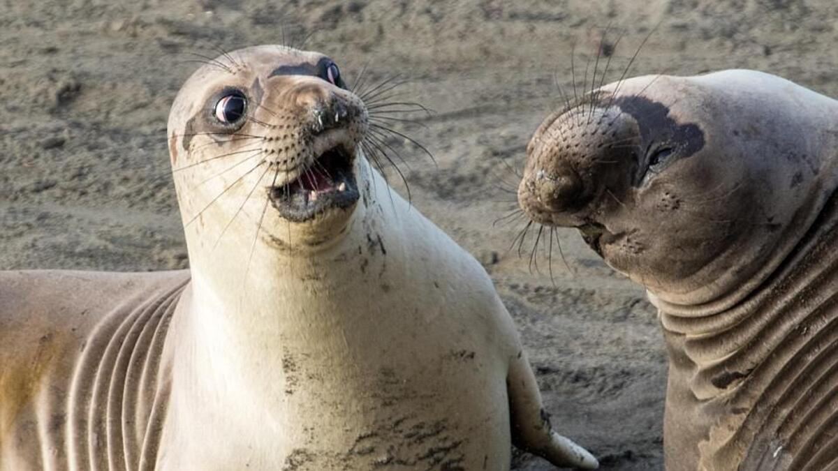 التقط المصور "جورج كاثكارت" لصورته الرائعة لعجل بحر متفاجئ وذلك في منطقة سان سيميون بكاليفورنيا