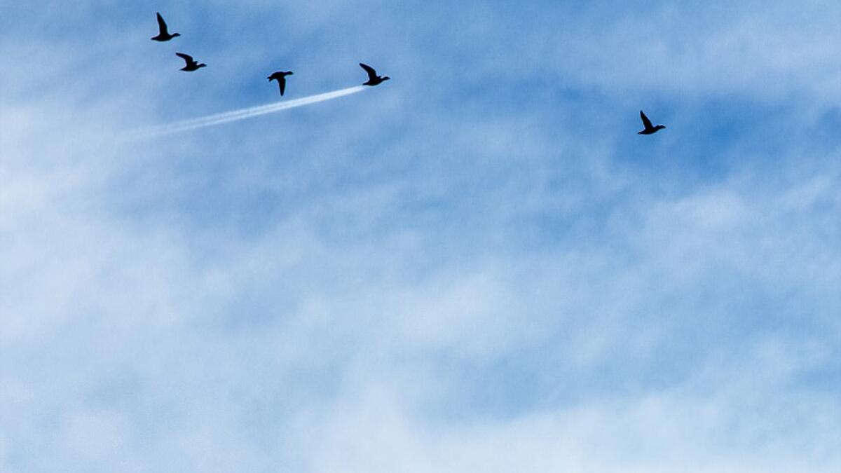 التقط المصور "جون ثريلفال" صورة رائعة لبطة تحلق بسرعة صاروخية عابرةً سرب الطيور الذي معها في بريستون، بالمملكة المتحدة، حيث فاز بالجائزة عن فئة الصور الجوية.