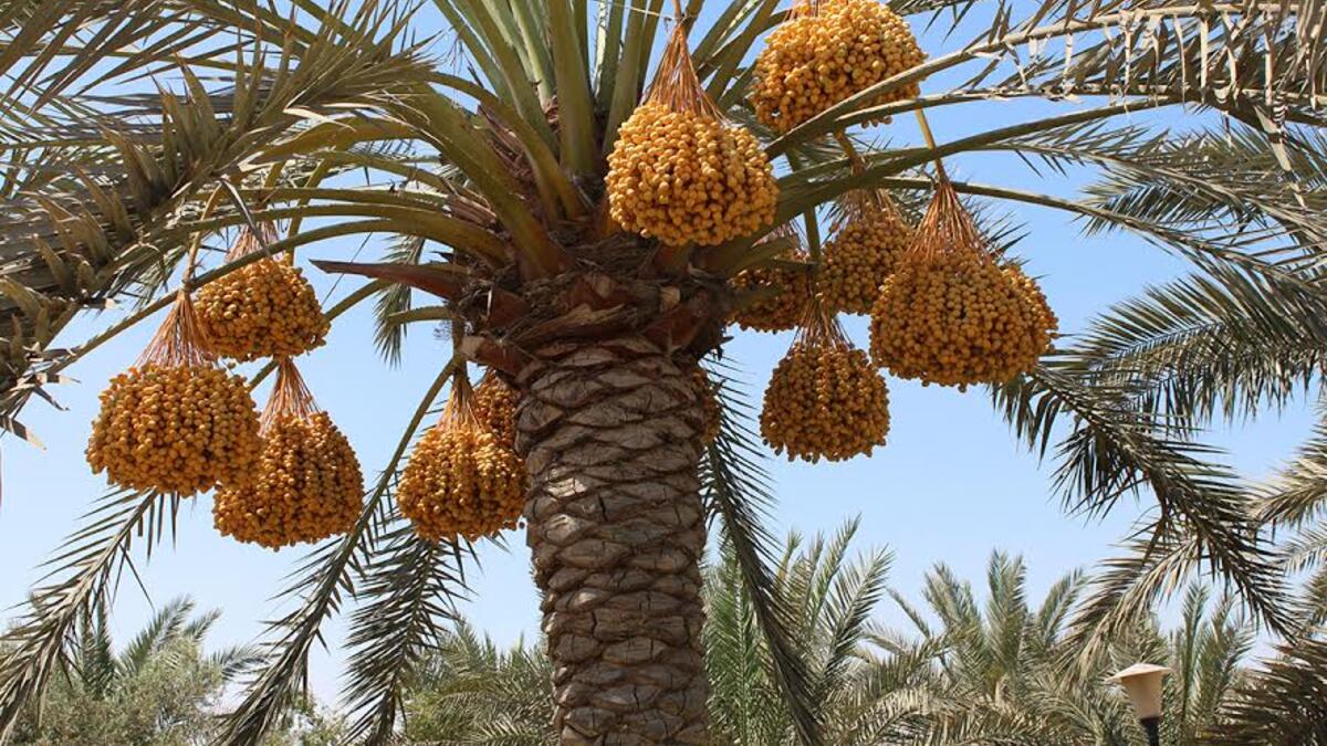 البلح: أقل سعر في السوق 20 جنيها للكيلو وأعلى سعر 100 جنيه