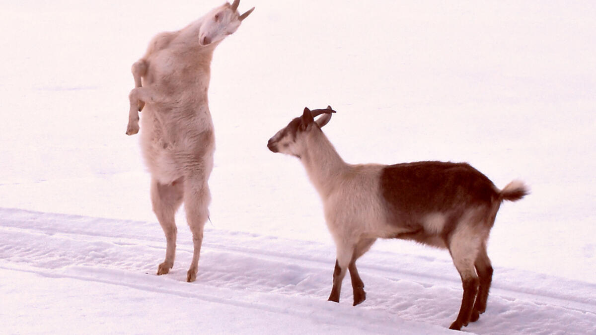 "Shu hal ta3jeh ya na3jeh?" Translation: What swagger, goat. If I'm a goat, you're a bull!