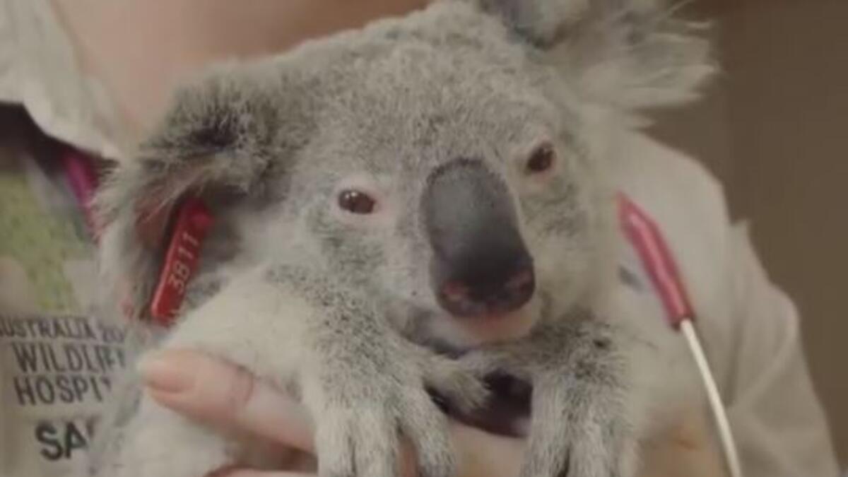 رئيس الوزراء الأسترالي "مالكولم تورنبول" أرسل زوجين من دب الكوالا، على اسم الأمير هاري وعروسه، وتبرع بـ10 آلاف دولار باسم حكومته إلى منظمة الألعاب الدولية الأسترالية المحدودة الخيرية